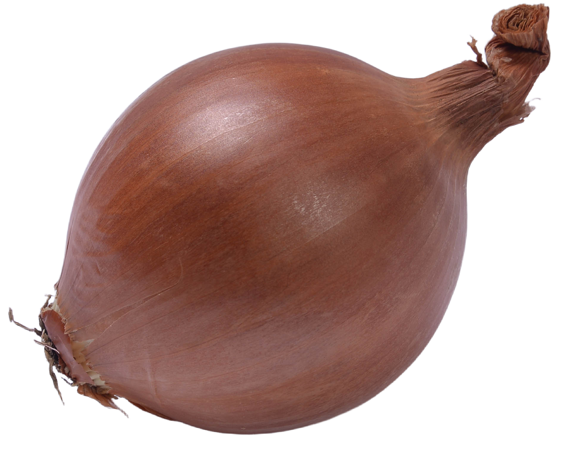 magnosul